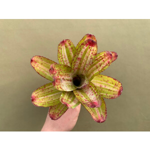 Neoregelia Pinky Green