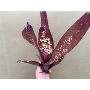 Bilbergia Purple Dream