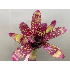 Neoregelia Hannibal Yellow