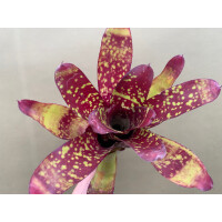 Neoregelia Hannibal Yellow
