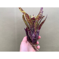 Neoregelia lila Joe