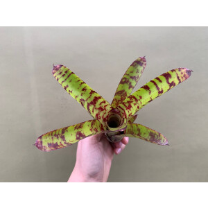 Neoregelia Python
