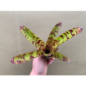 Neoregelia Python