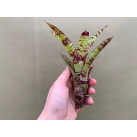 Neoregelia Python