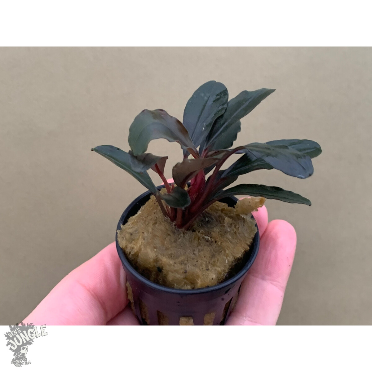 Bucephalandra Red Central