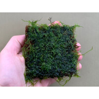 Kokos Pad 9x9cm im Wabikusa Mats Format mit Javamoos bewachsen