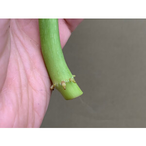 Philodendron Mamei Silver Cloud Ableger