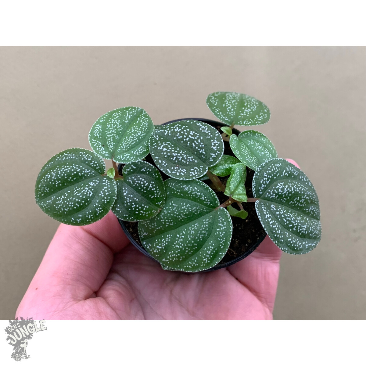 Peperomia antoniana