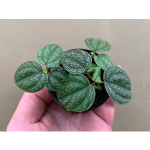 Peperomia antoniana