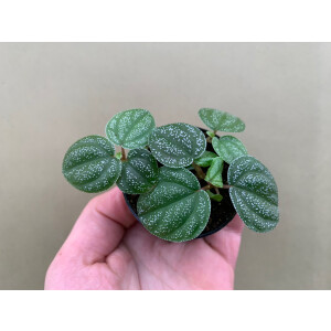Peperomia antoniana