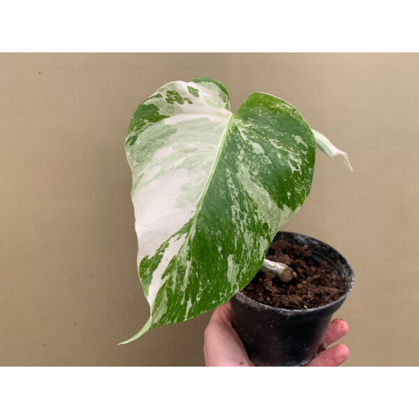 Monstera variegata 10cm Topf