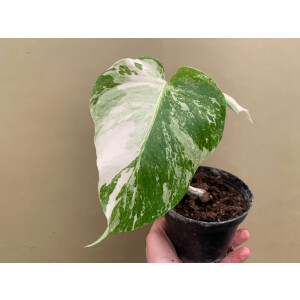 Monstera variegata 10cm Topf