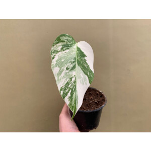 Monstera variegata 10cm Topf