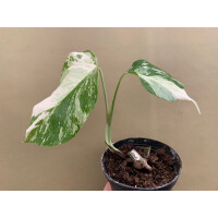Monstera variegata 10cm Topf