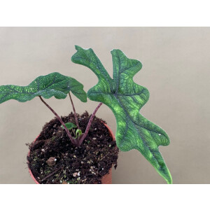 Alocasia jacklyn