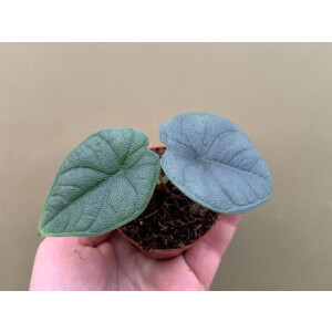 Alocasia melo Babyplant