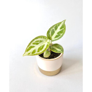 Anthurium crystallinum Babyplant