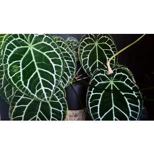 Anthurium crystallinum Babyplant