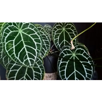 Anthurium crystallinum Babyplant