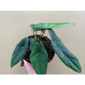Alocasia scalprum
