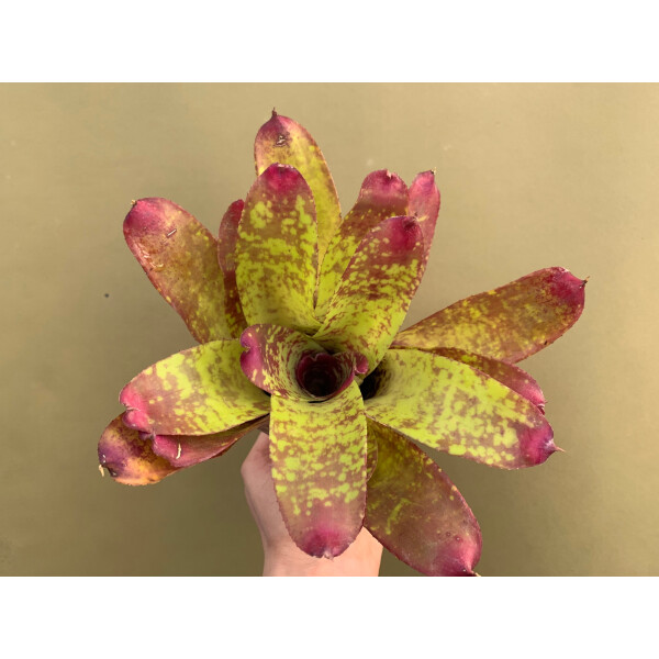 Neoregelia Rose Panther