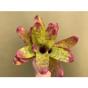 Neoregelia Rose Panther