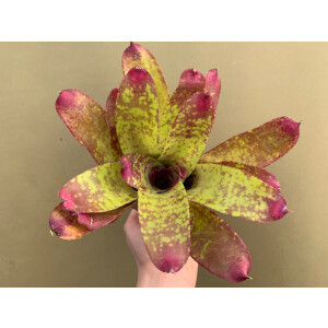 Neoregelia Rose Panther