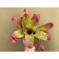 Neoregelia Rose Panther