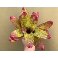 Neoregelia Rose Panther
