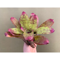 Neoregelia Rose Panther