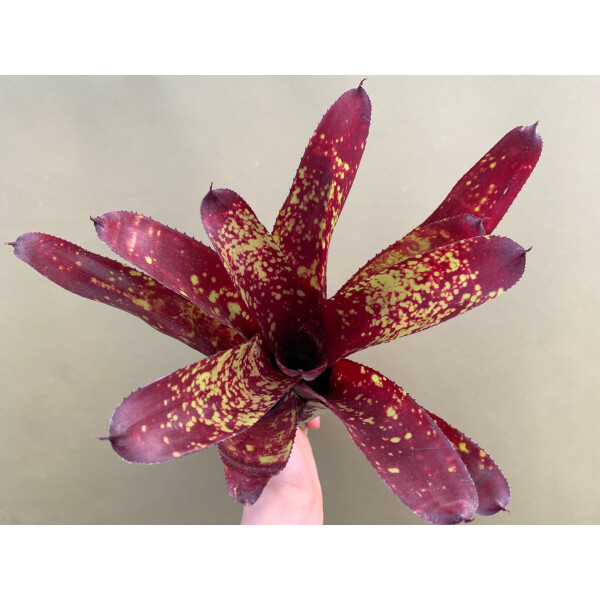 Neoregelia Sorin