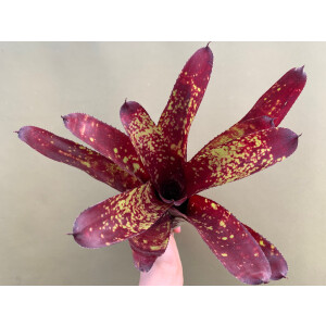 Neoregelia Sorin