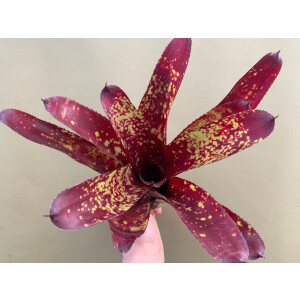 Neoregelia Sorin