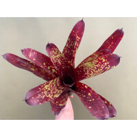Neoregelia Sorin