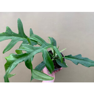 Philodendron Cinderella Distantilobum