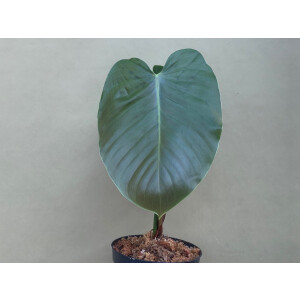 Philodendron lynamii