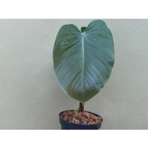 Philodendron lynamii
