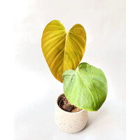 Philodendron lynamii