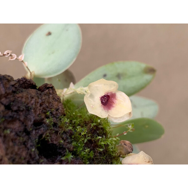 Stelis gemma