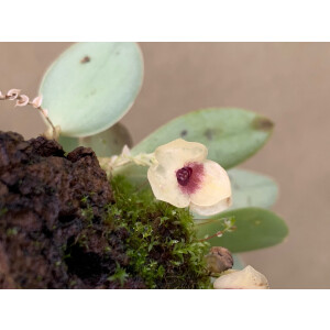 Stelis gemma
