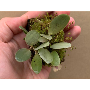 Stelis gemma
