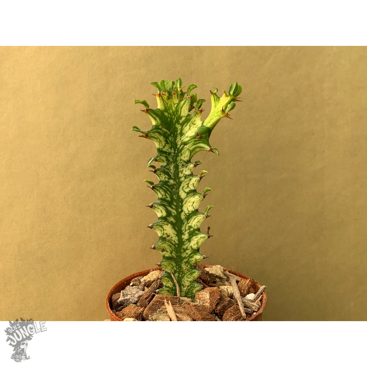Euphorbia trigona variegata Ableger box