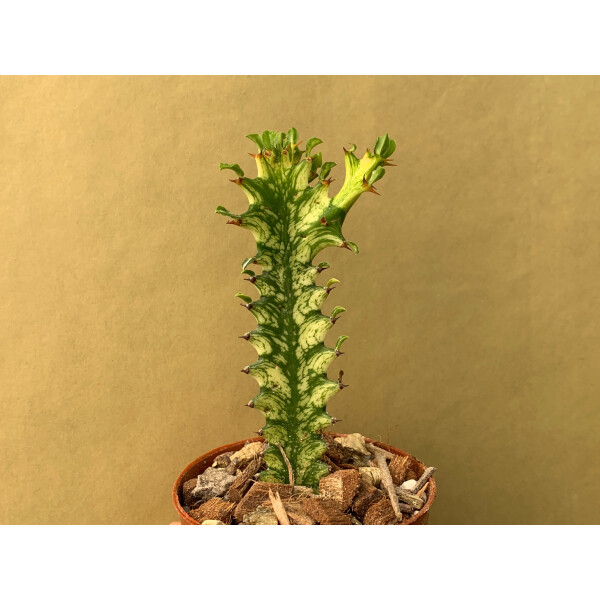 Euphorbia trigona variegata Ableger