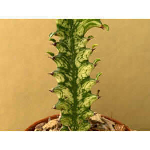 Euphorbia trigona variegata Ableger