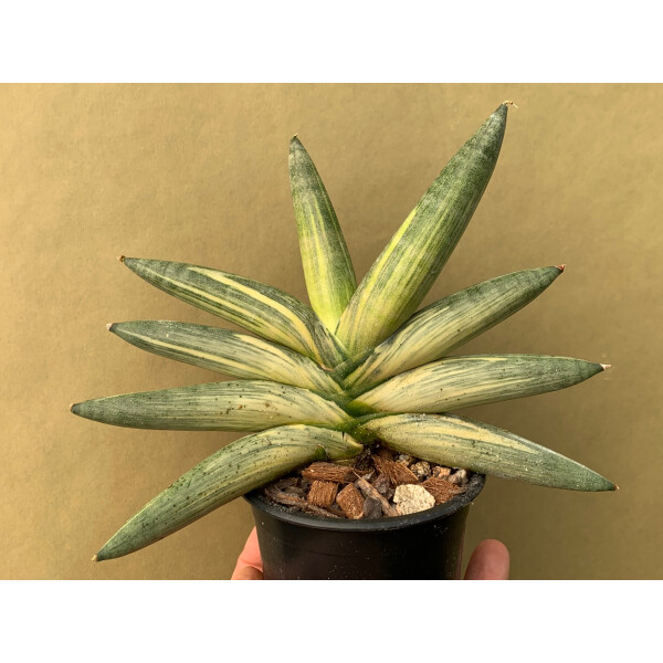 Sansevieria cylindrica ‘Boncel’ variegata