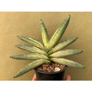 Sansevieria cylindrica ‘Boncel’ variegata
