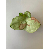 Syngonium Milk Confetti Babyplant