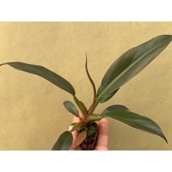Philodendron Autumn