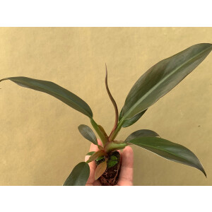 Philodendron Autumn
