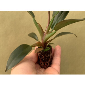 Philodendron Autumn